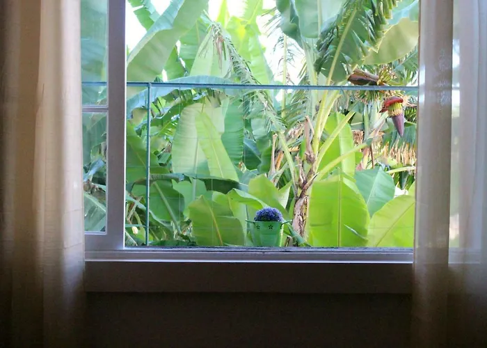 Fx Pena フンシャル