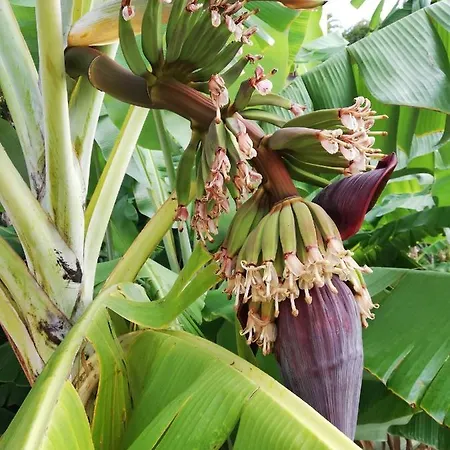 Fx Pena Auberge de jeunesse Funchal (Madeira)