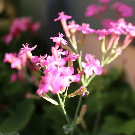 Vandrarhem Fx Pena Funchal (Madeira)