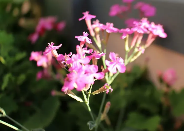 Hostel Fx Pena Funchal