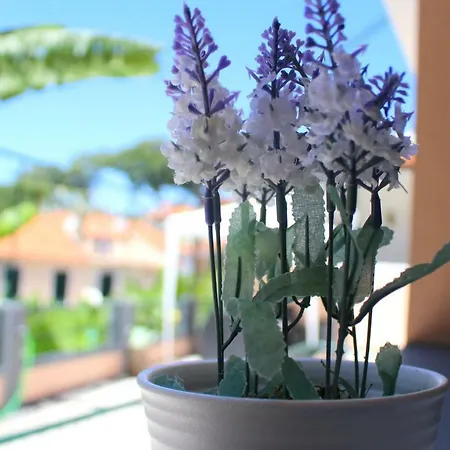 Fx Pena Funchal (Madeira)