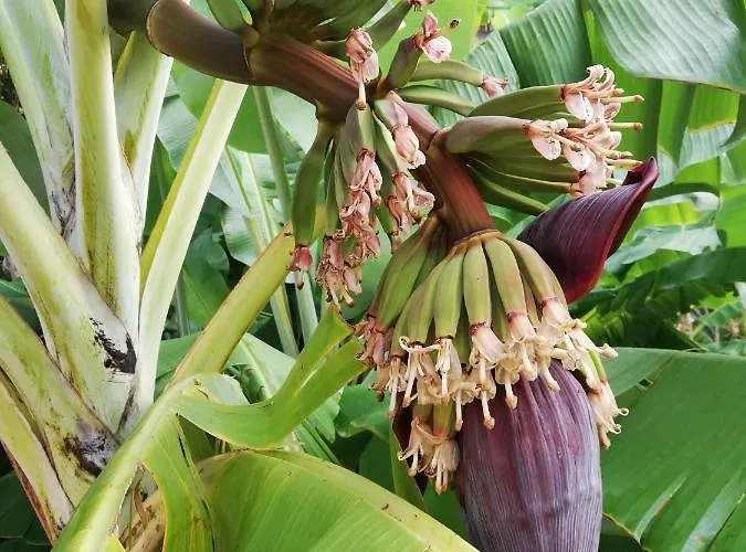 Fx Pena Hostel Funchal (Madeira)